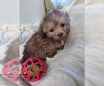 Small Photo #3 ShihPoo Puppy For Sale in SALUDA, SC, USA