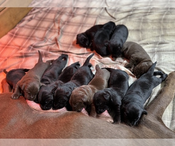Medium Photo #3 Labrador Retriever Puppy For Sale in BEECHER CITY, IL, USA