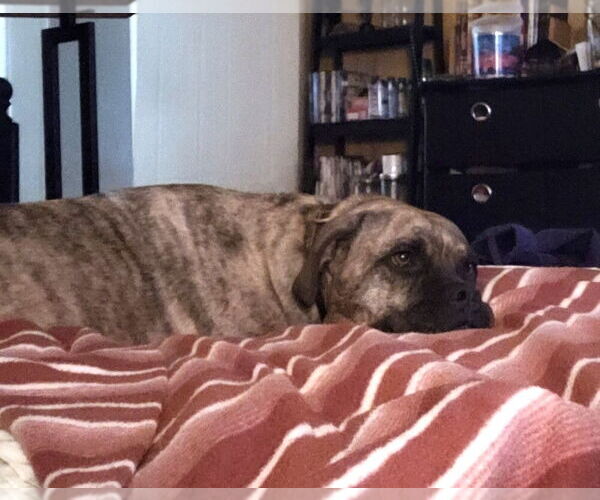 Medium Photo #3 American Pit Bull Terrier Puppy For Sale in Candler, NC, USA