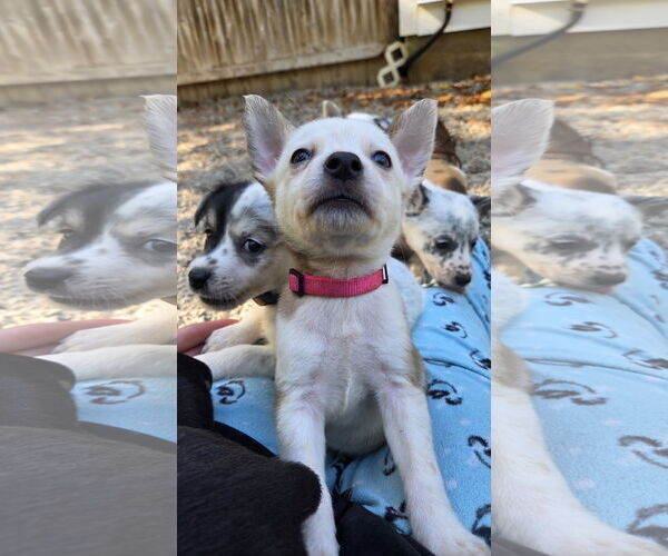 Medium Photo #3 Mutt Puppy For Sale in Garden City, NY, USA