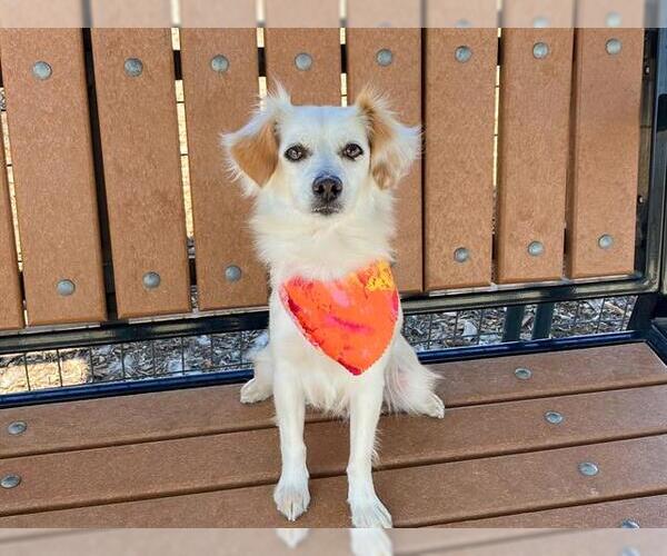 Medium Photo #1 Papillon Puppy For Sale in Orange, CA, USA