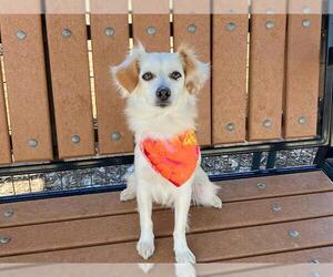 Papillon Dogs for adoption in Orange, CA, USA