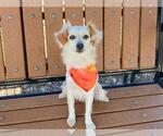 Small Papillon