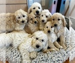 Small Photo #21 Goldendoodle Puppy For Sale in PENSACOLA, FL, USA