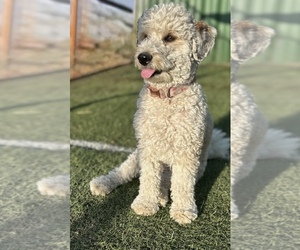 Mother of the Bernedoodle (Miniature) puppies born on 07/30/2026