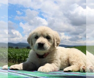 English Cream Golden Retriever Puppy for sale in WAYNESBORO, PA, USA