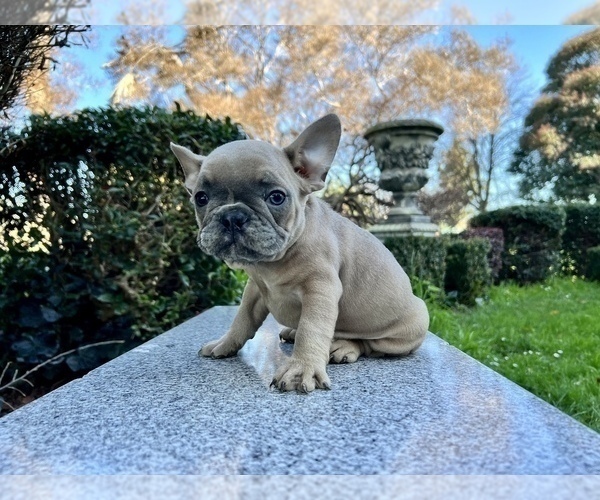 Medium Photo #173 French Bulldog Puppy For Sale in HAYWARD, CA, USA