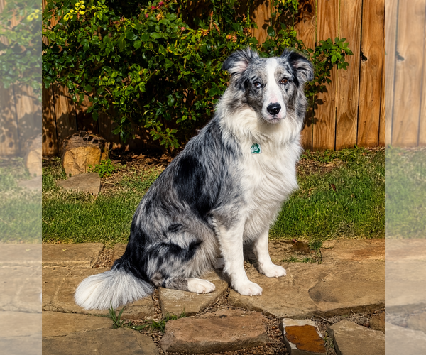 Medium Photo #1 Australian Shepherd Puppy For Sale in Dallas, TX, USA