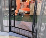 Small Photo #7 American Bully Puppy For Sale in LAFAYETTE, LA, USA