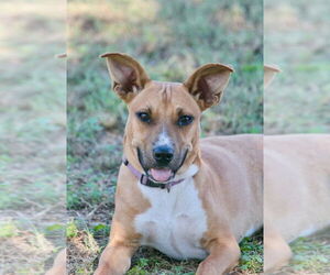 Medium Labrador Retriever Mix