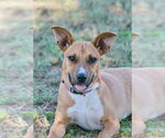 Small Labrador Retriever Mix