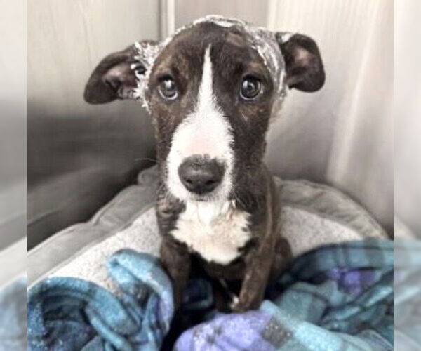 Medium Photo #1 American Staffordshire Terrier Puppy For Sale in Houston, TX, USA