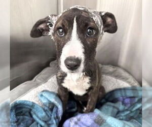 American Staffordshire Terrier Dogs for adoption in Houston, TX, USA