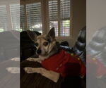 Small #6 Chihuahua Mix