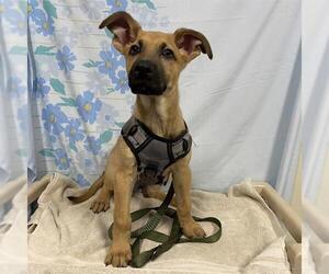 German Shepherd Dog-Unknown Mix Dogs for adoption in Modesto, CA, USA