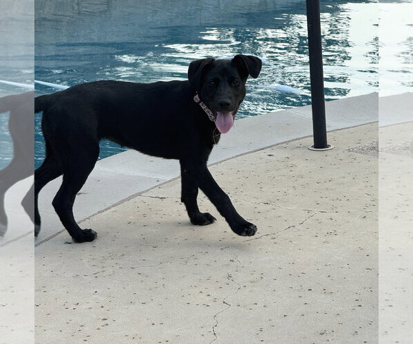Medium Photo #3 Labrador Retriever-Unknown Mix Puppy For Sale in Fort Worth, TX, USA