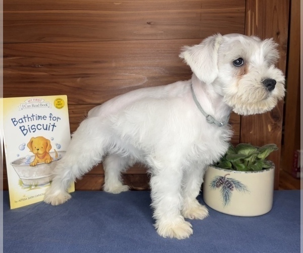 Medium Photo #12 Schnauzer (Miniature) Puppy For Sale in BIG CABIN, OK, USA