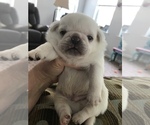 Small Photo #4 Pug Puppy For Sale in BELPRE, OH, USA
