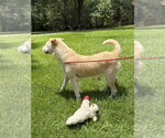 Small #3 Border Terrier