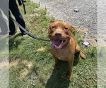 Small #16 American Pit Bull Terrier-Staffordshire Bull Terrier Mix