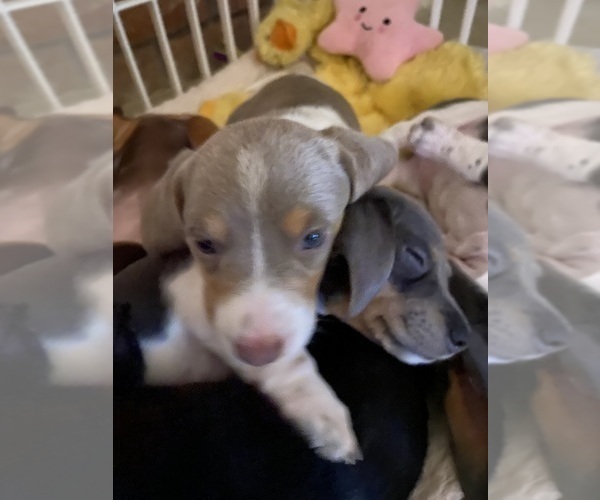 Medium Photo #59 Dachshund Puppy For Sale in LUBBOCK, TX, USA