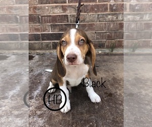Beagle Puppy for sale in MUSTANG, OK, USA