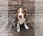 Small Photo #1 Beagle Puppy For Sale in MUSTANG, OK, USA
