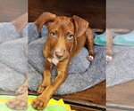 Suzie - Female Mutt Dog for Adoption - Small photo