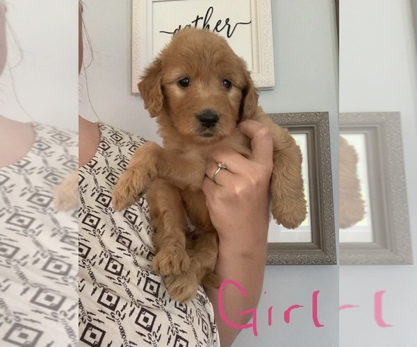 Medium Photo #6 Goldendoodle Puppy For Sale in MONTICELLO, IN, USA
