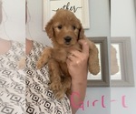 Small Photo #6 Goldendoodle Puppy For Sale in MONTICELLO, IN, USA