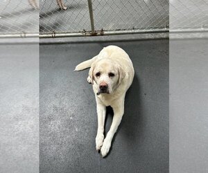 Labrador Retriever Dogs for adoption in Los Angeles, CA, USA