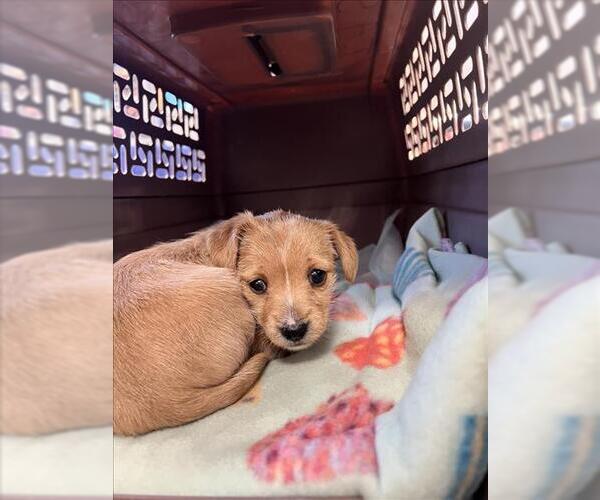 Medium Photo #1 Cairn Terrier-Unknown Mix Puppy For Sale in Tracy, CA, USA