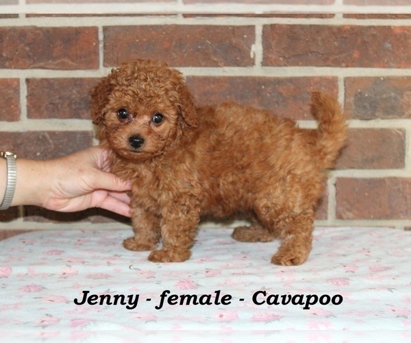 Medium Photo #3 Cavapoo Puppy For Sale in CLARKRANGE, TN, USA
