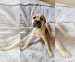Small #11 American Pit Bull Terrier-Bulldog Mix