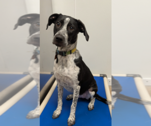 Borador Dogs for adoption in Bolivar, MO, USA