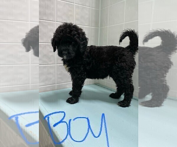 Medium Photo #7 Bernedoodle Puppy For Sale in CLARE, IL, USA