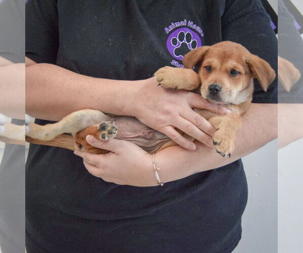 Medium Photo #4 German Shepherd Dog-Unknown Mix Puppy For Sale in Huntley, IL, USA