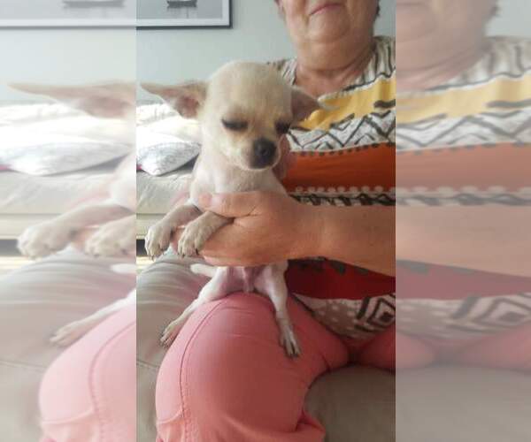 Medium Photo #4 Chihuahua Puppy For Sale in SAINT PETERSBURG, FL, USA