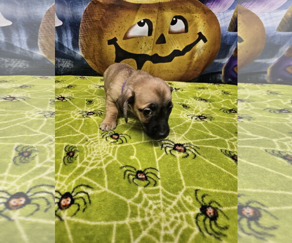 Medium Photo #2 Rat Terrier-Unknown Mix Puppy For Sale in Metairie, LA, USA