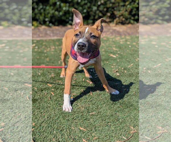 Medium Photo #2 American Pit Bull Terrier-Unknown Mix Puppy For Sale in Holly Springs, NC, USA
