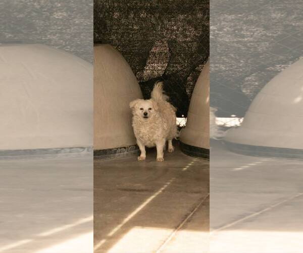 Medium Photo #7 Poodle (Miniature)-Unknown Mix Puppy For Sale in Corona, CA, USA