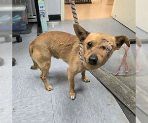 Chihuahua Dogs for adoption in Long Beach, CA, USA