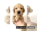 Small Photo #9 Golden Retriever Puppy For Sale in BOISE, ID, USA