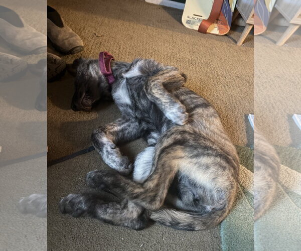 Medium Photo #3 Mutt Puppy For Sale in Aurora, CO, USA