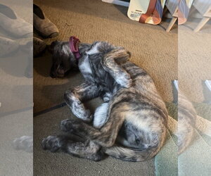 Alys #1 - Female Mutt Dog for Adoption - Photo #3