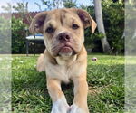 Small Miniature Bulldog