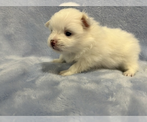 Medium Photo #28 Pomeranian Puppy For Sale in DES MOINES, WA, USA