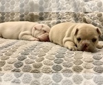 Small Photo #8 French Bulldog Puppy For Sale in LEAWOOD, KS, USA