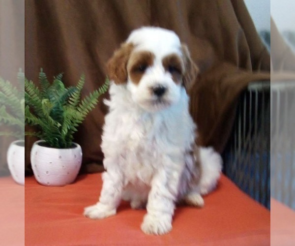 Medium Photo #3 Goldendoodle (Miniature) Puppy For Sale in GORDONVILLE, PA, USA