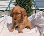 Small #13 Golden Retriever